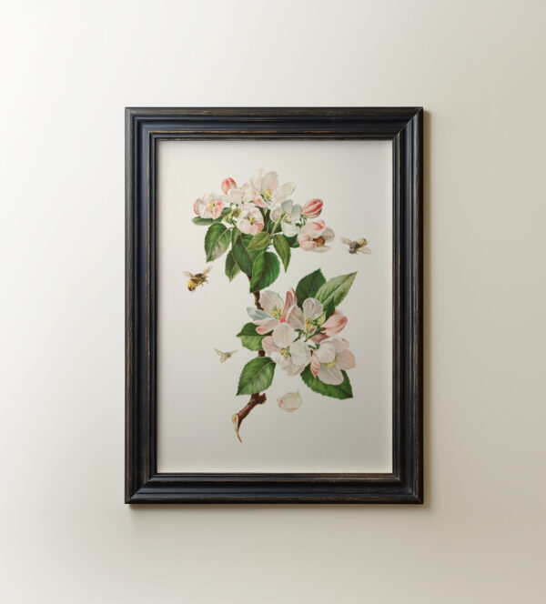 0017 botanical floral watercolour. Vintage artwork giclee printed by Ellis & Alexander