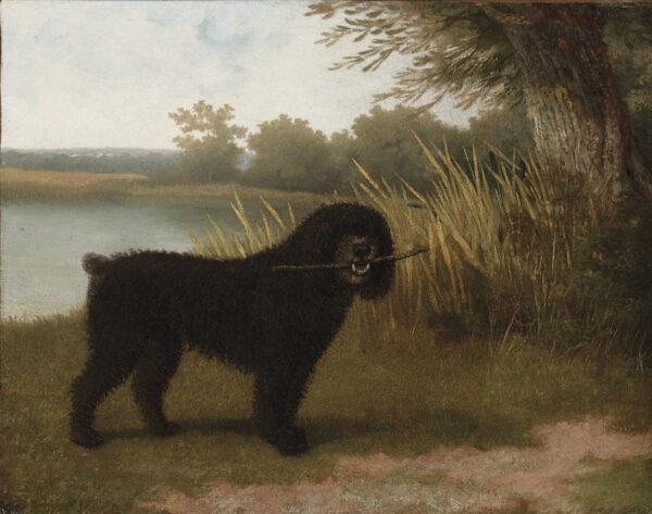 Spanish water dog oil painting from 1700s and professionally giclee printed and mounted by Ellis & Alexander