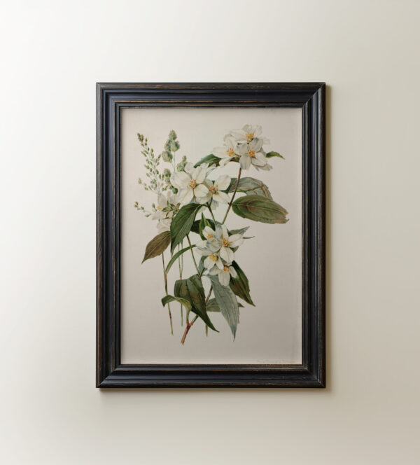 0033 botanical study vintage art giclee printed by Ellis & Alexander