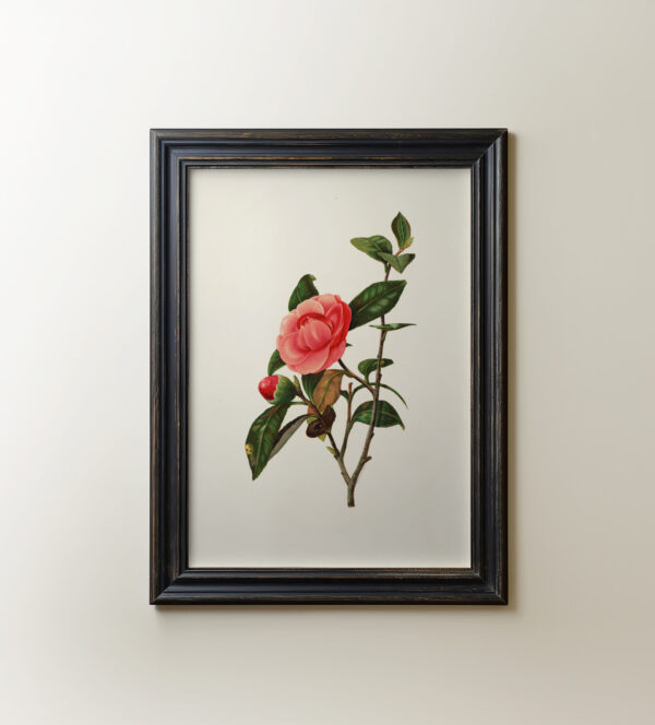 0035 vintage botanical rose art giclee printed by Ellis & Alexander