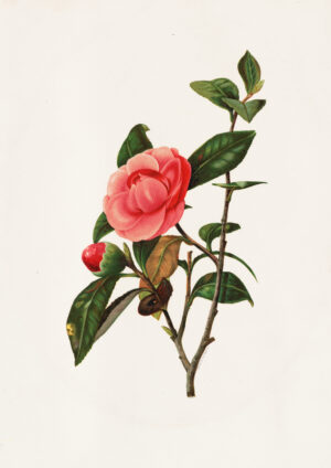 0035 vintage botanical rose art giclee printed by Ellis & Alexander