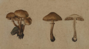 0065 vintage still life botanical painting of mushrooms. Farmhouse decor. Ellis & Alexander