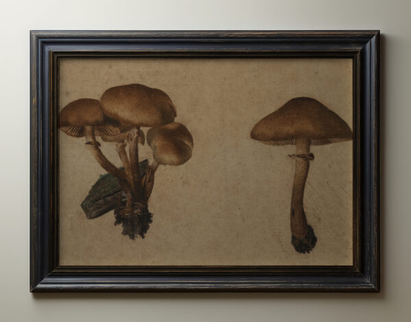 0065 vintage still life botanical painting of mushrooms. Farmhouse decor. Ellis & Alexander