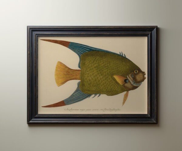 0070 angel fish vintage painting. Giclee print by Ellis and Alexander