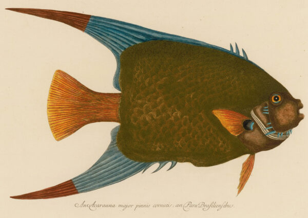 0070 angel fish vintage painting. Giclee print by Ellis and Alexander