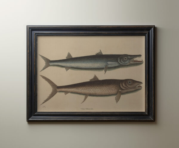 0071 Barracuda fish vintage art. Giclee printed by Ellis and Alexander