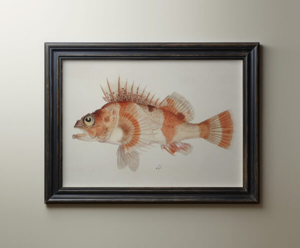 0074 southern pacific vintage fish painting. Giclee printed by Ellis and Alexander