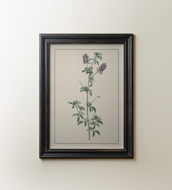 0075 spanish clover botanical study. Giclee print by Ellis and Alexander