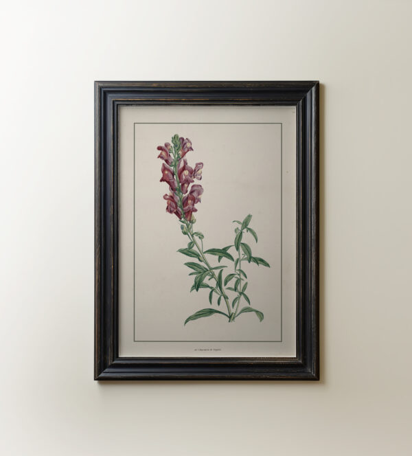 0077 red dragon flower botanical study. Giclee print by Ellis and Alexander