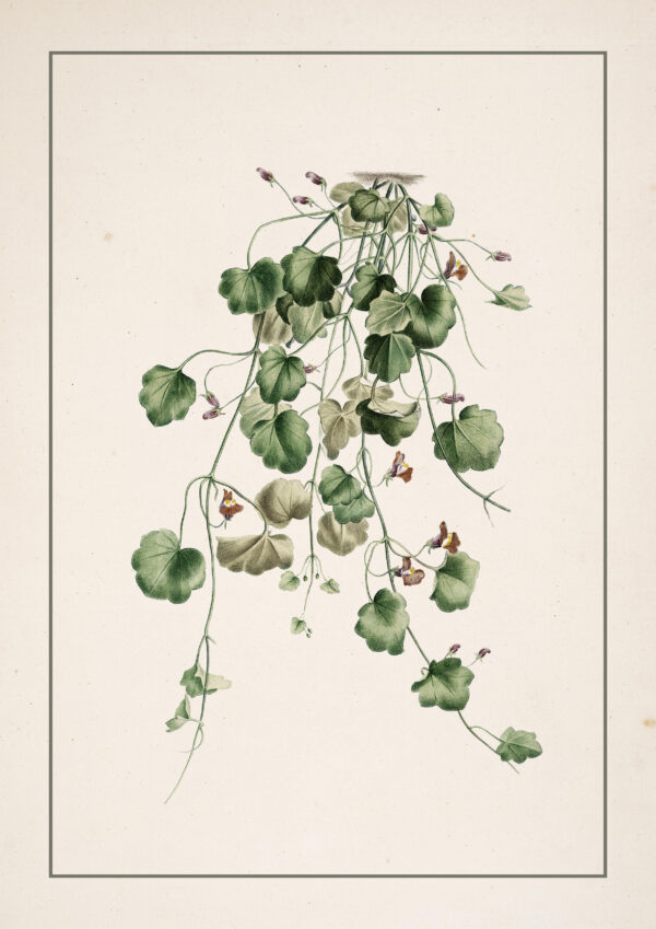 0078 botanical study of kenilworth ivy. Giclee print by Ellis and Alexander