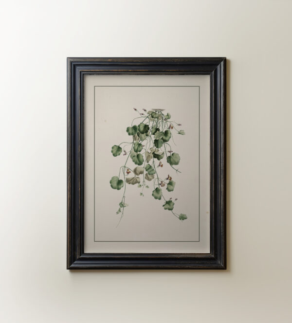 0078 botanical study of kenilworth ivy. Giclee print by Ellis and Alexander