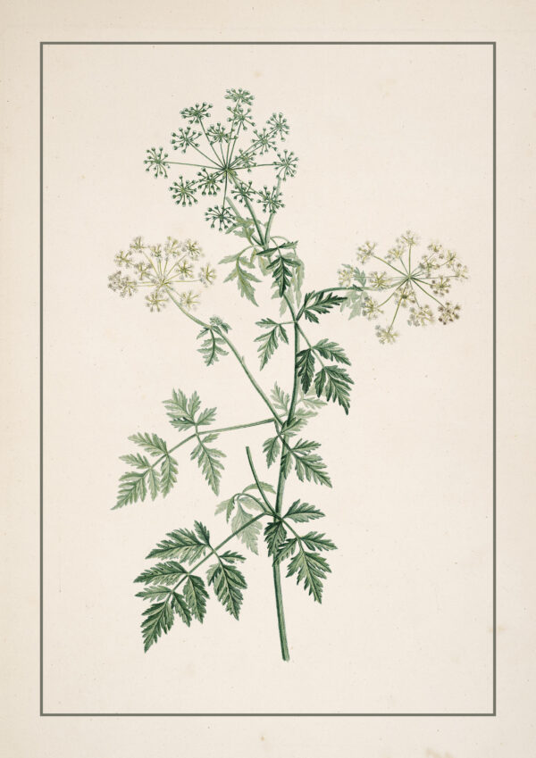 0079 vintage botanical study of a hemlock plant painting. Giclee print by Ellis and Alexander