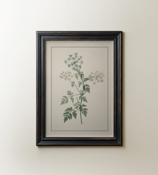 0079 vintage botanical study of a hemlock plant painting. Giclee print by Ellis and Alexander