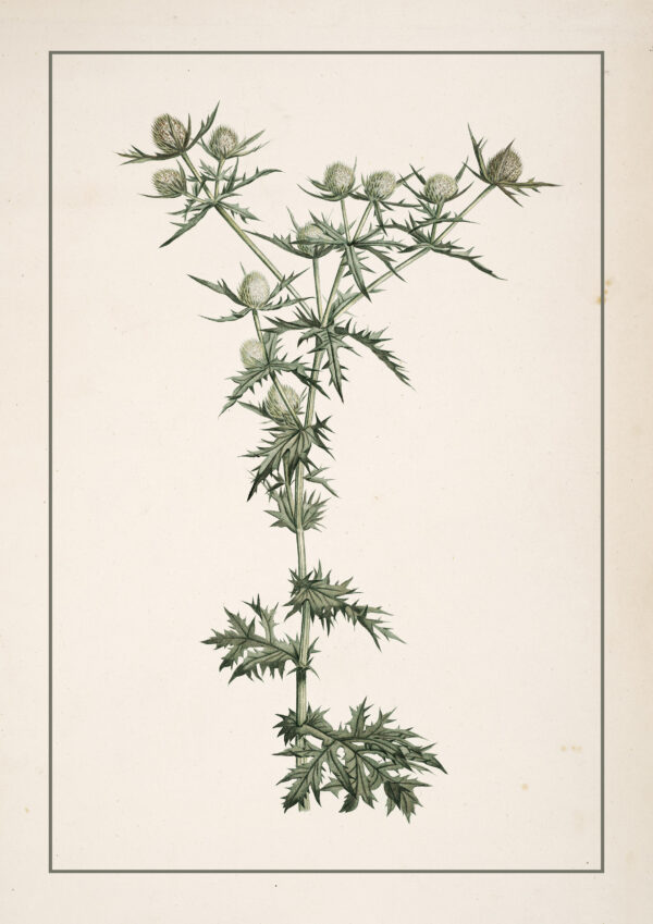 0080 a botanical study of a thistle. Giclee printed by Ellis and Alexander