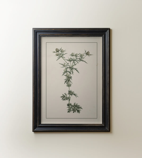 0080 a botanical study of a thistle. Giclee printed by Ellis and Alexander