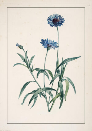 0081 a botanical study of a blue cornflower painting. Digitally remastered and giclee printed by Ellis and Alexander