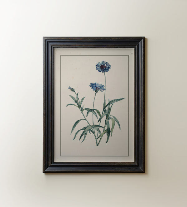 0081 a botanical study of a blue cornflower painting. Digitally remastered and giclee printed by Ellis and Alexander