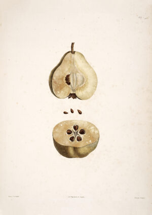 0082 a botanical study of pears giclee print. Digitally remastered by Ellis and Alexander