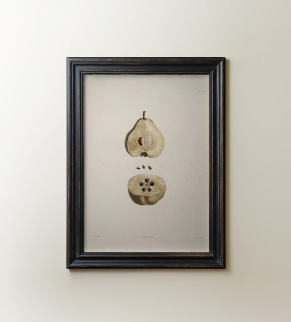 0082 a botanical study of pears giclee print. Digitally remastered by Ellis and Alexander